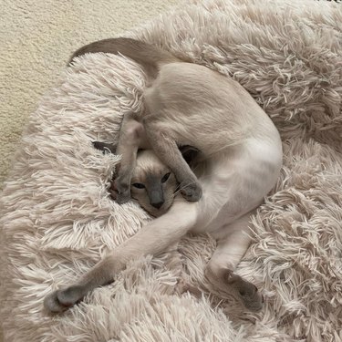 Cat on fur rug with its back feet framing its face