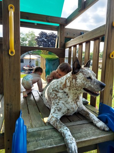 dog plays with children