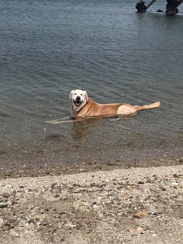 dog chilling in lake