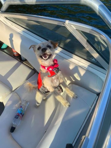 dog excited to be in boat
