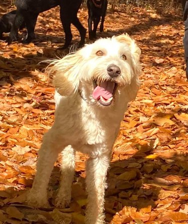 dog is stoked to be offleash