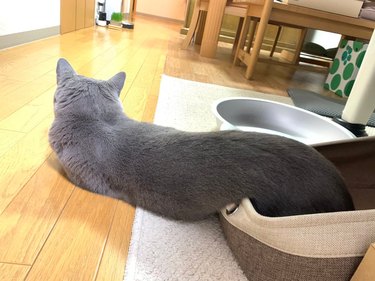 Cat laying halfway out of bed with curve in spine