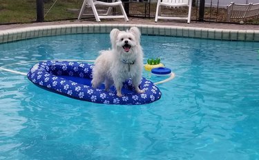 dog on pool floatie