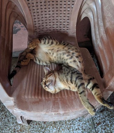 Cat sleeping in twisted position