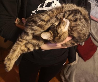 Cat sleeping in a pretzel shape while being held.