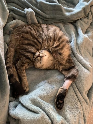Three-legged cat sleeping in a twisted position