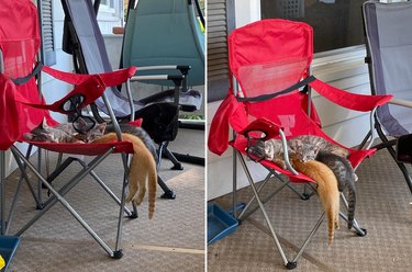 Kittens sleeping precariously on camping chair