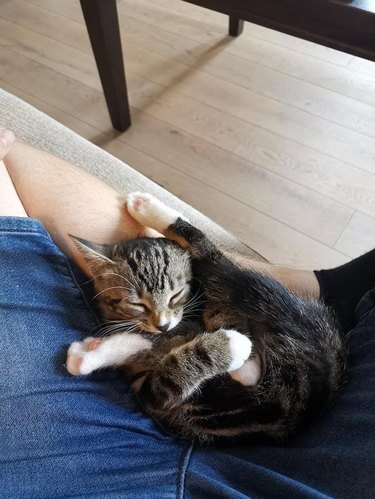 Kitten sleeping on lap in twisted position