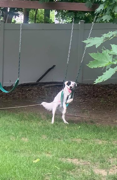 dog plays on swing