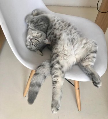 Cat sleeping on chair in twisted position
