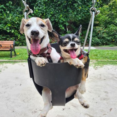 dogs in a swing