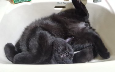 Cat sleeping in sink in a twisted position