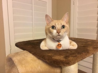 Cat sitting on cat tower with paws sticking out on either side