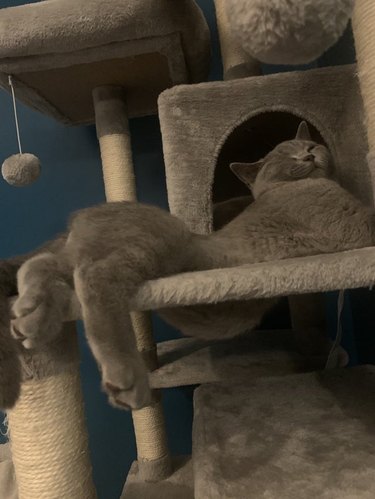 Cat sleeping on cat tower with back legs dangling off