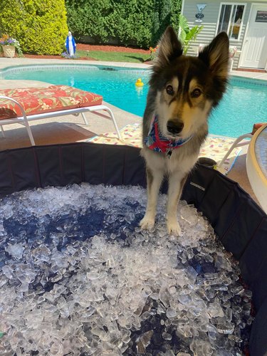 husky dog in kiddie pool sleeping on ice