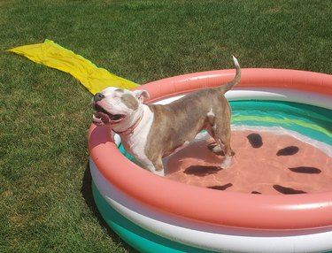 pitbull in a kiddie pool with a watermelon print