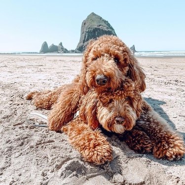 dog laying on second dog at Oregon coast