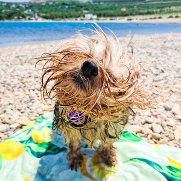dog shaking wet coat at beach