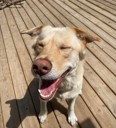 dog soaking up summer sun on a deck