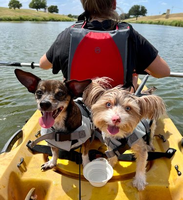 dogs on a kayak