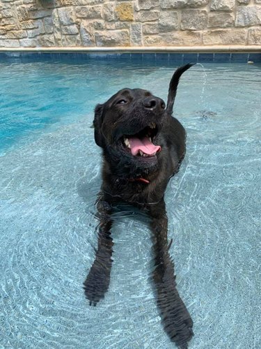 happy dog jumps in pool to avoid getting scolded