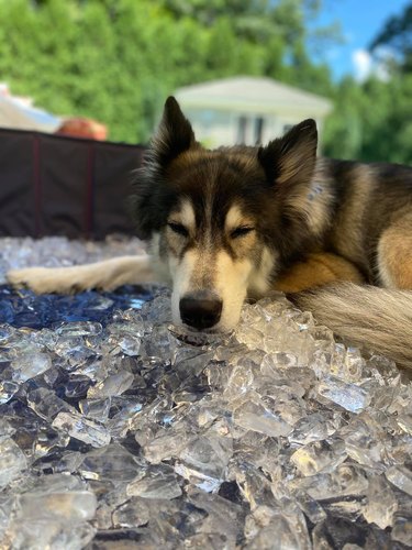 husky dog in kiddie pool sleeping on ice