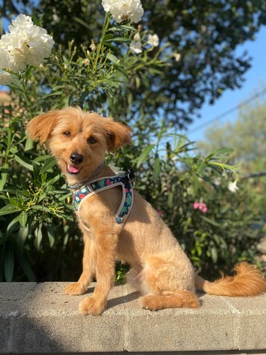 dog poses in sunshine for photo