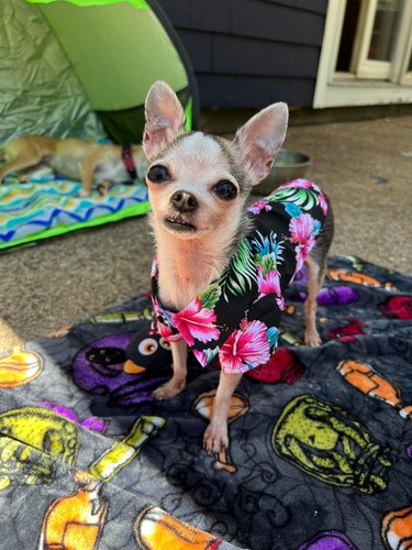 dog wearing summery floral shirt