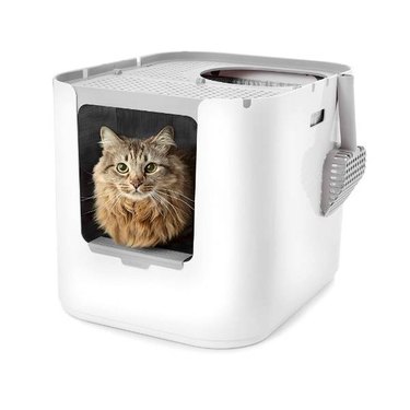 A large, fluffy brown cat inside a Modkat XL Litter Box with a kitty litter scoop hanging from an attached hook off the side.