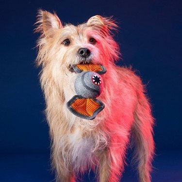 A scruffy looking terrier holding a DemorGoFetch toy in his mouth against a navy blue background. The toy has reinforced mesh wings and a tennis ball center.