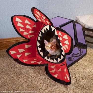 An orange tabby cat inside a carboard shelter resembling a Demogorgon. It has a single entry/exit and there are sharp 'teeth' around the hole. It features the red petals of the Demogorgon and a purple and black body.