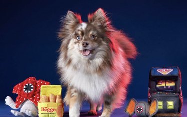 Pomeranian standing next to four different "Stranger Things" dog toys from Target. Dog is pictured against a navy blue and purple background with a red light shining on him or her.