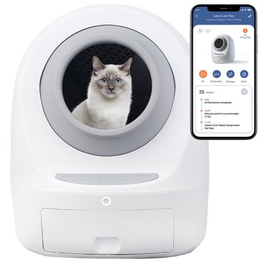 cat inside of Casa Leo's automatic litter box with mobile phone app pictured