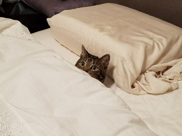 cat sleeps like human under blanket