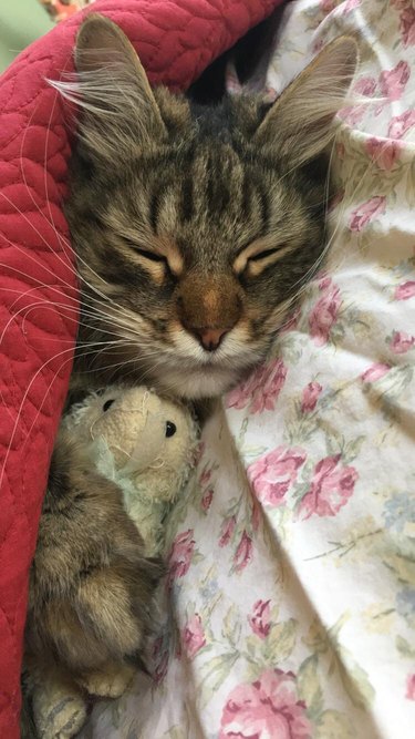 cat cuddles stuffed animal