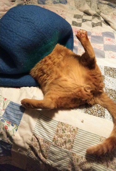 cat fails at sleeping under blanket