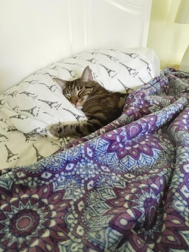 cat sleeps in human bed