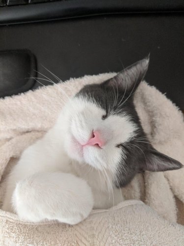 cat dreams under blanket