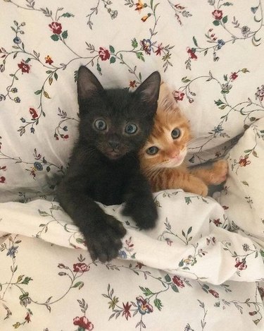 kittens sleep under blanket