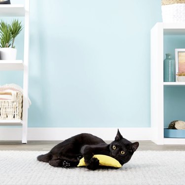 A black cat playing with a banana-shaped catnip toy on a rug. The banana is 7 inches long.
