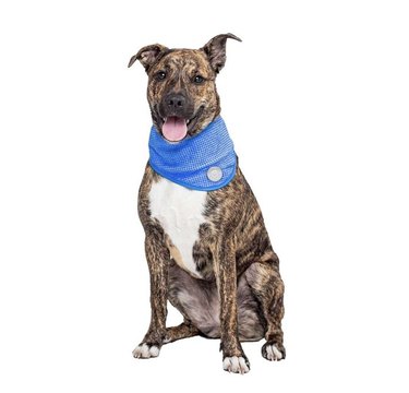Brindle-coated large dog wearing a cooling bandana around its neck that's blue with a waffle-like texture.