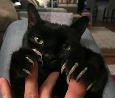 A black cat flashes their claws, which are around their human's fingers.