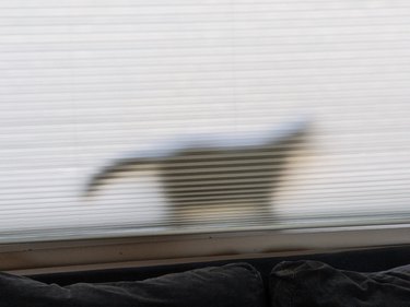 A cat is hiding behind venetian blinds, causing silhouette shadow.