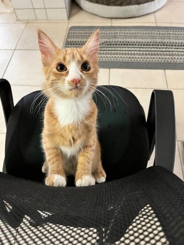 orange kitten stares lovingly at person while sitting on a chair