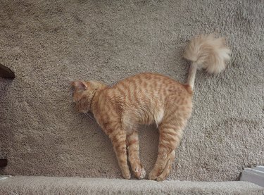 A cat falls asleep at the base of a staircase, their tail is shaved due to cerebellar hypoplasia.