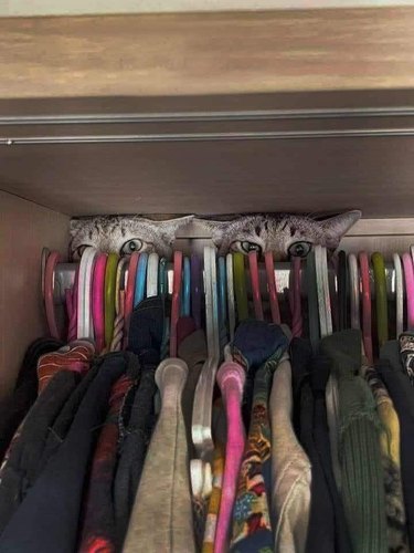 Two cats are hiding in the back of a closet behind clothing on hangers.