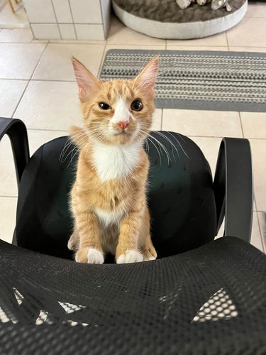 An orange kitten looks at a man skeptically while sitting on a chair.