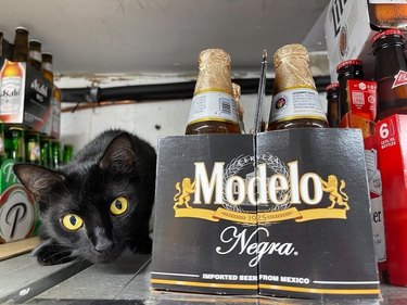A black cat with big yellow eyes is crouching next to a six-pack of Modelo Negra beer.