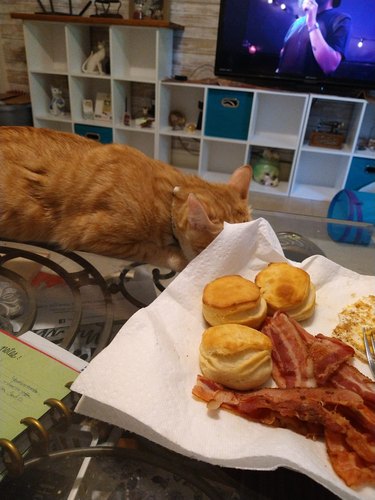 A sneaky orange cat tries to steal their pet parent's breakfast.