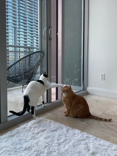 A black and white cat touches an orange cat on their forehead.